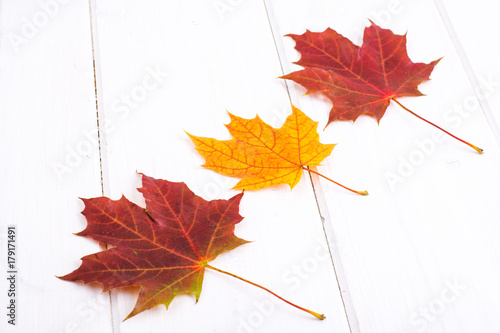 Dry colored maple leaves against white boards
