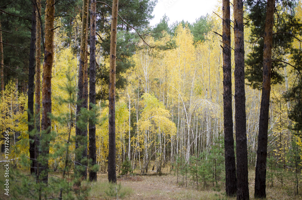 Fototapeta premium Forest with pines and birches. landscape