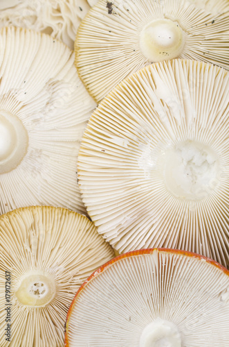 mushroom gills macro background