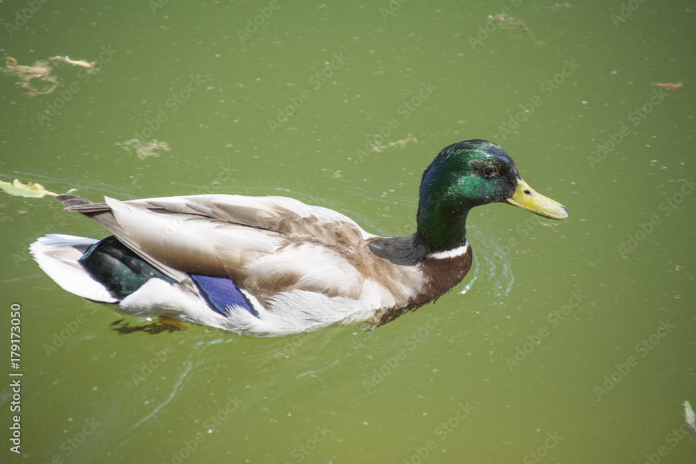 Obraz premium kaczka