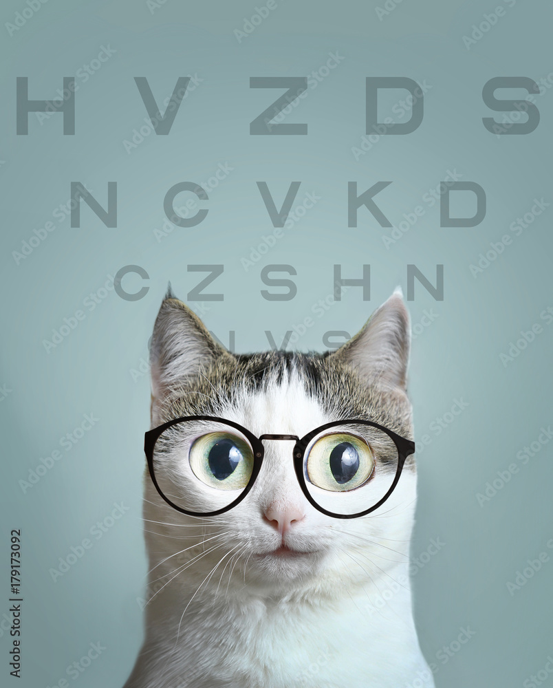 close up art portrait of blue eyed cat in short sight myopia correction ...
