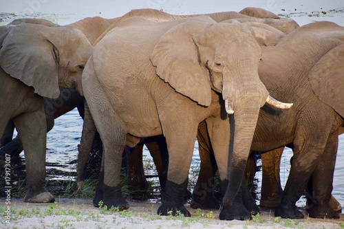 Elefantenherde am Wasserloch - Afrika - Namibia