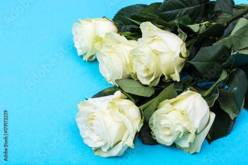 White roses on bright pastel background