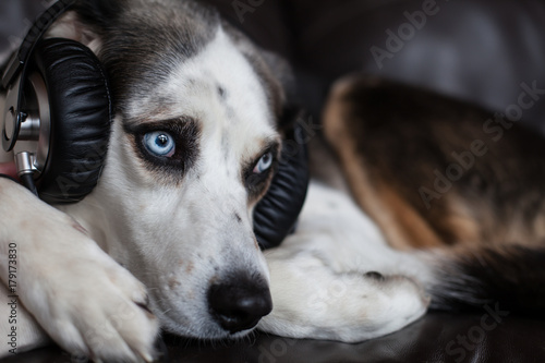 blue eyed husky beagle cross dog wearing headphones photo