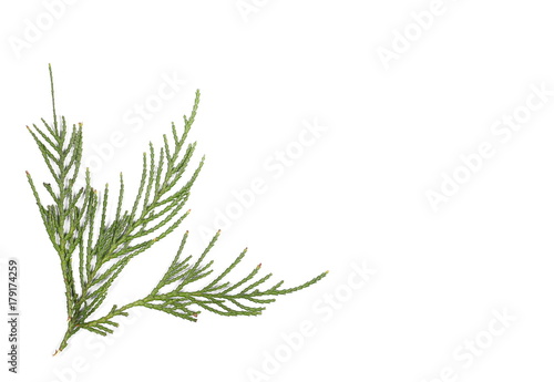 Pine branch isolated on white background, top view