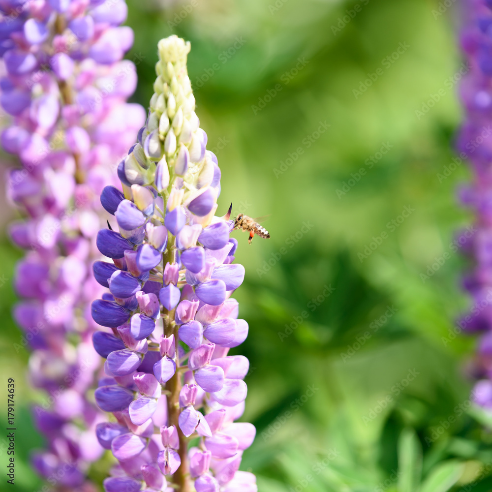 Lupine in einem Garten mit Biene im Anflug Lupine in einem Garten mit Biene im Anflug