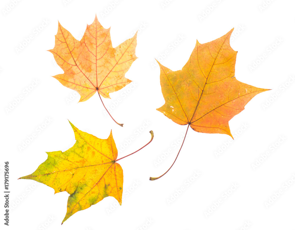 One autumn maple leaf isolated on whit One autumn maple leaf isolated on whit