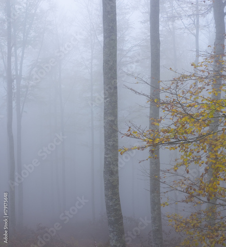 Misty beech forest on the mountain slope in Aralar mountains, Navarre