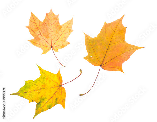 One autumn maple leaf isolated on whit