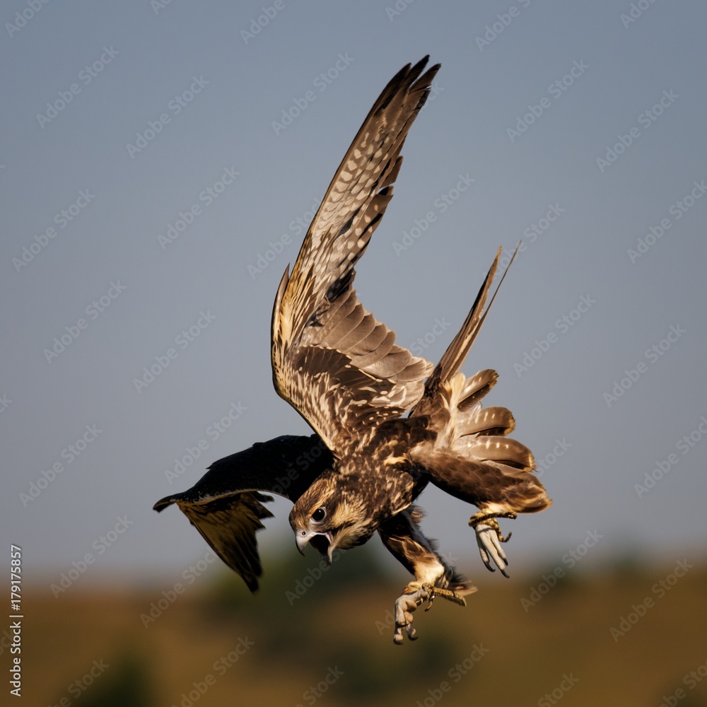 Fototapeta premium Birds of prey - Saker Falcon (Falco cherrug) in flight