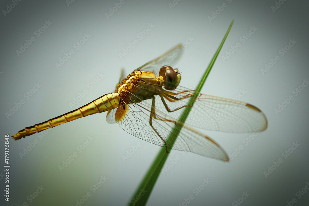 Dragonfly