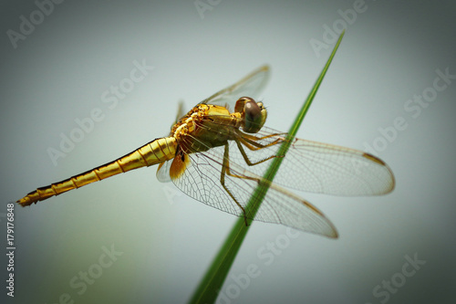 Dragonfly © UniquePhotoArts