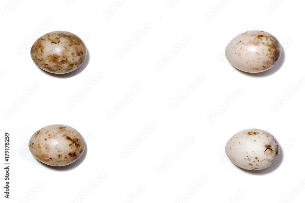 Sylvia borin. The eggs of the Garden Warbler Sylvia borin. The eggs of the Garden Warbler