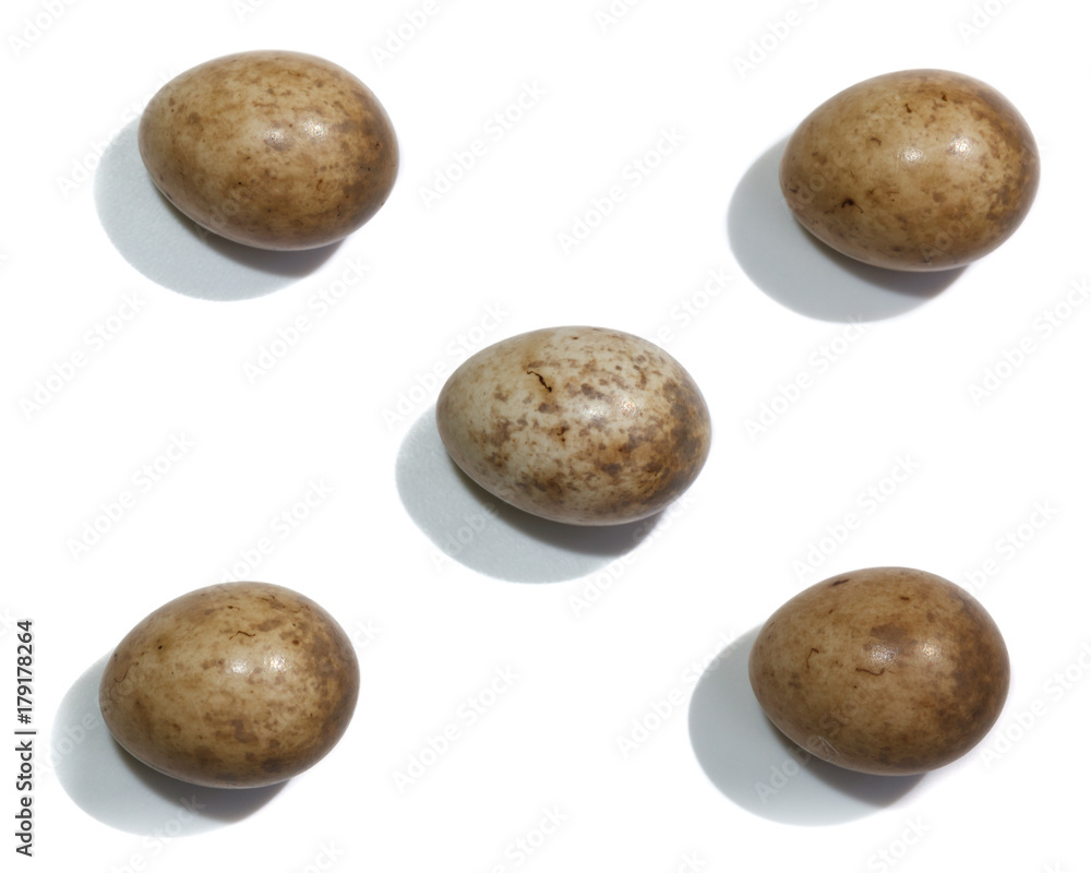 Fototapeta premium Sylvia borin. The eggs of the Garden Warbler