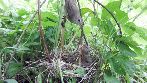 Sylvia borin. The nest of the Garden Warbler in nature.