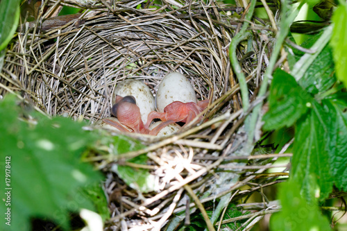 Sylvia borin. The nest of the Garden Warbler in nature.