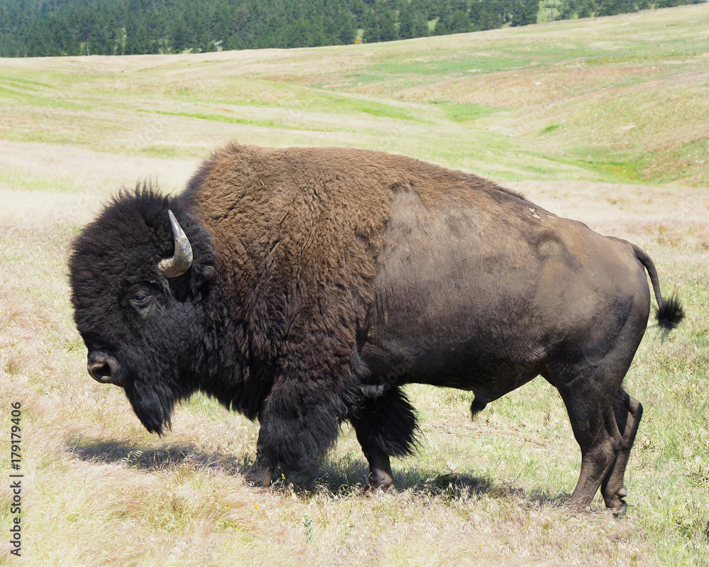 Male Buffalo Gracing in the Grasslands of North Dakota Male Buffalo Gracing in the Grasslands of North Dakota