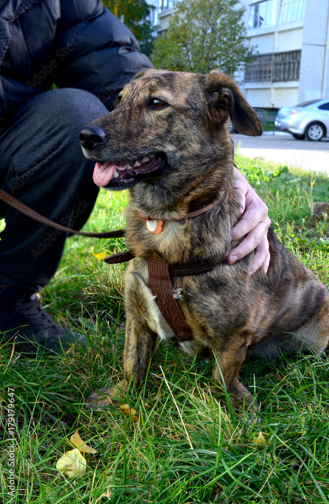 a mongrel dog in a collar with short paws sits on the grass next to the master, the owner's arm hugs the dog