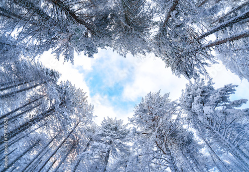 Pine forest in the snow photo