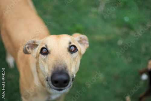 Canvas Print Cute dogs waiting for treats