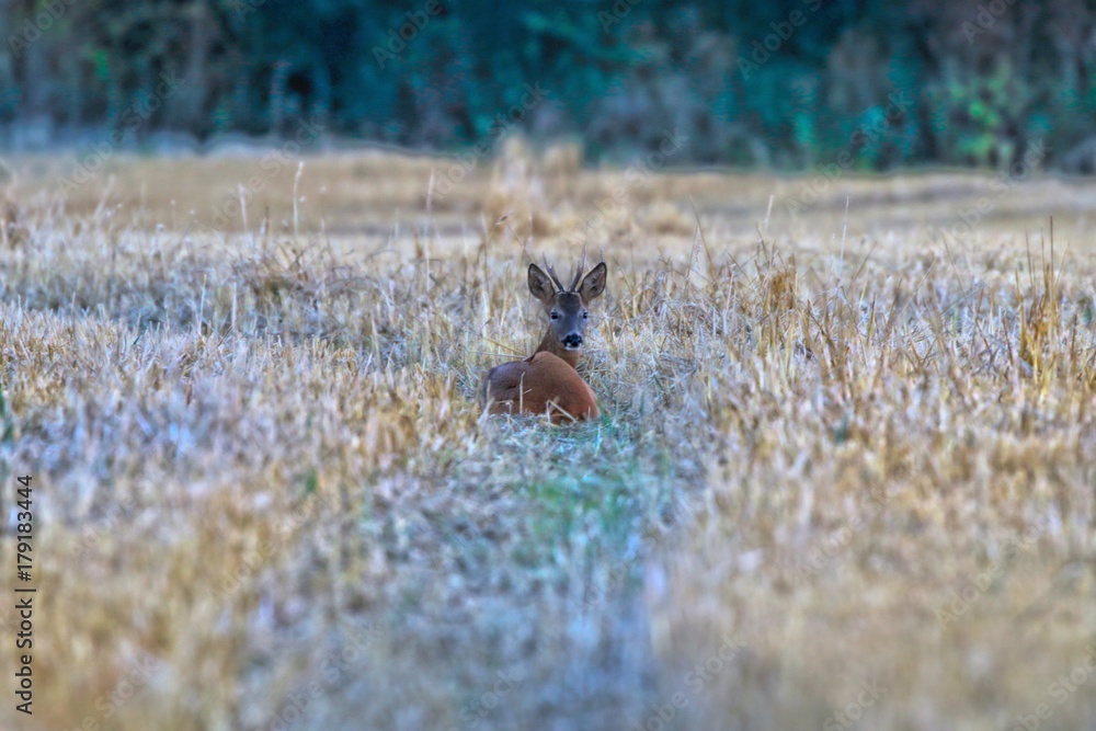 Obraz premium Fallow Deer in a field