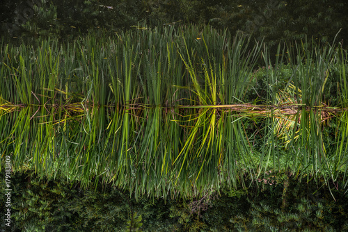 River Reeds