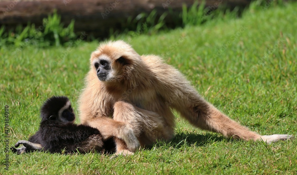 Fototapeta premium White Handed Gibbon