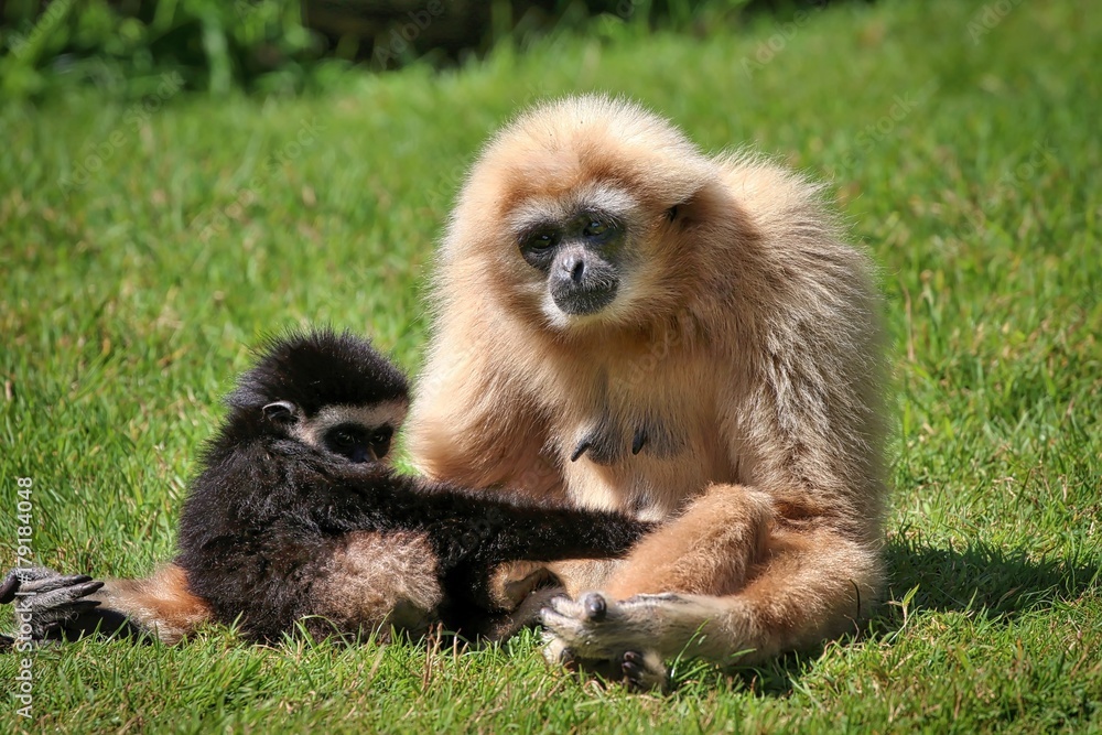 Fototapeta premium White Handed Gibbon