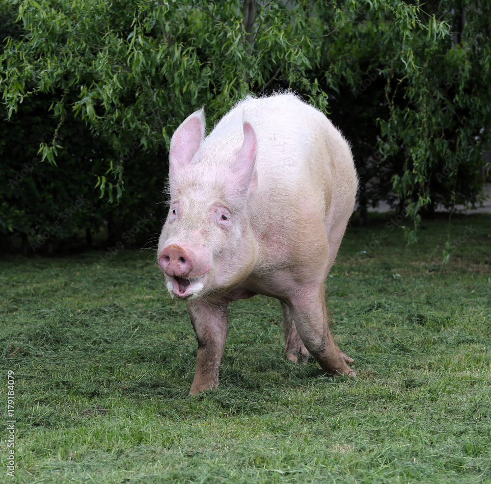 Pink hairy pig runs on the pasture Pink hairy pig runs on the pasture