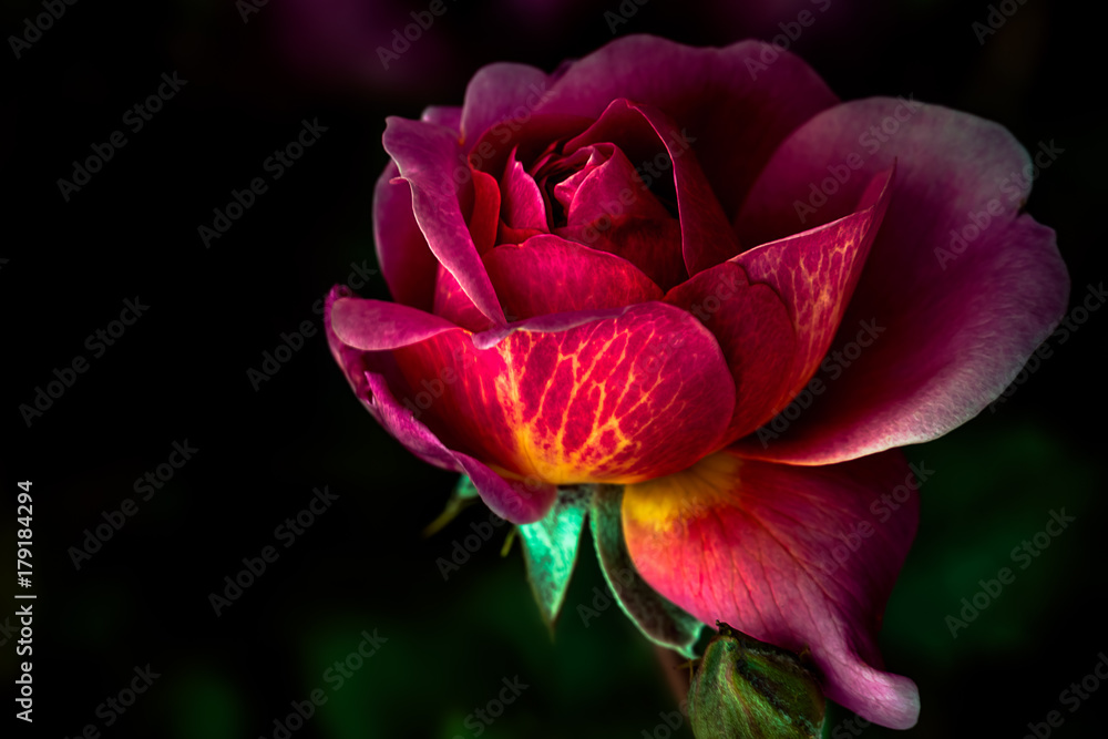 Multicolored rose Multicolored rose