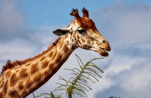 Giraffe photo