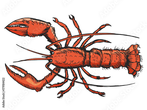 sketch of lobster