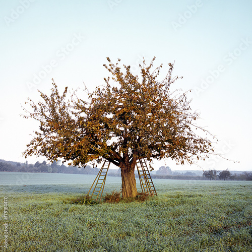 Cherry Tree In Four Seasons - Autumn