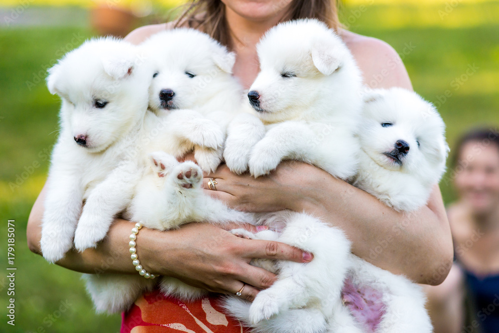 four Samoyed puppy outdoors in summer four Samoyed puppy outdoors in summer