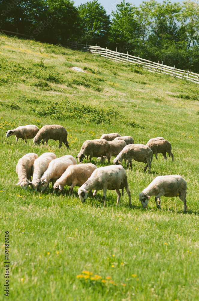 Herd of sheep on green meadow Herd of sheep on green meadow