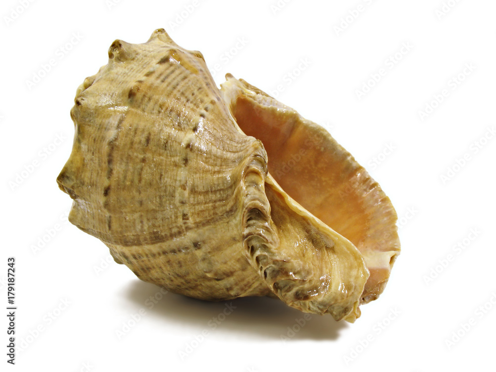 shell shell