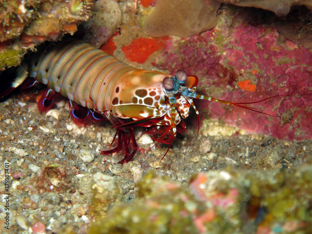 bunter Fangschreckenkrebs (Odontodactylus scyllarus) bunter Fangschreckenkrebs (Odontodactylus scyllarus)