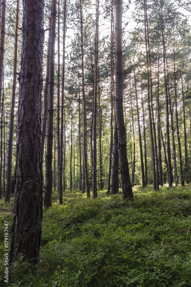 Fototapeta premium forest and blueberries