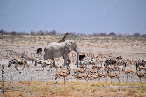 Wild lebende Tiere am Wasserloch - Elefant - Gnu - Zebra - Springbock - Giraffe © AnnKathrin