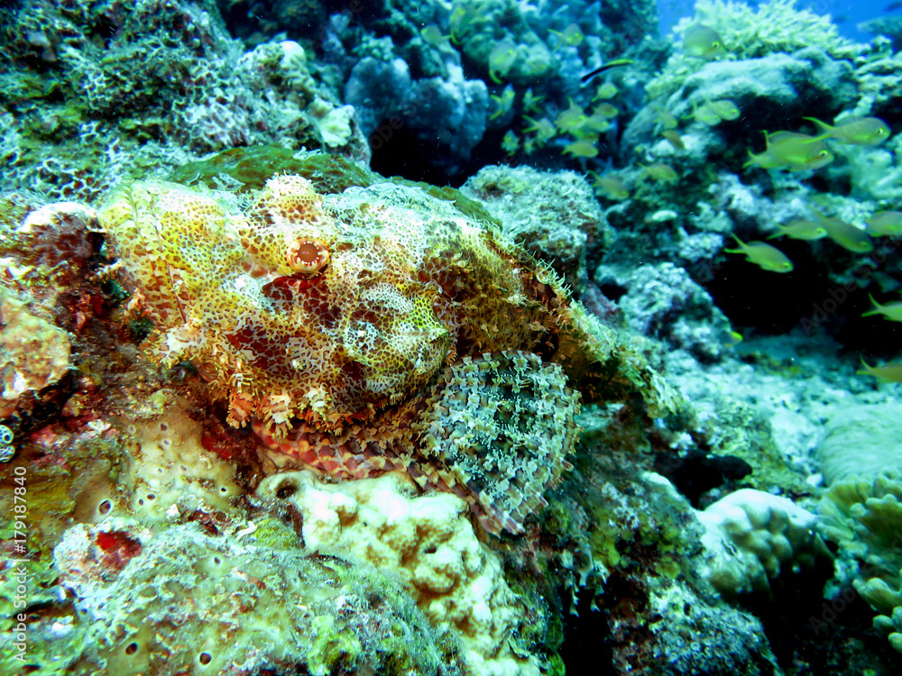 Baertiger Drachenkopf (Scorpaenopsis oxycephalus) Baertiger Drachenkopf (Scorpaenopsis oxycephalus)