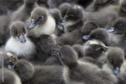 Cuddle Ducks
