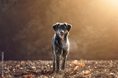 Australian Shepherd - Schäferhund Mix - Hübscher Hund auf einem Feld bei Sonnenuntergang © manushot