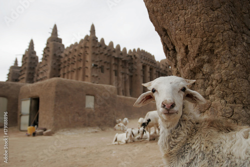 Portrait of a goat at Great mosque of Djenn?