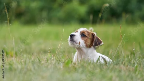 Fototapeta samoprzylepna Szczeniak rasowy jack russell terrier na polanie w trawie.