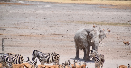 Fototapeta Naklejka Na Ścianę i Meble -  Wild lebende Tiere Namibia - Herde - Elefant - Giraffen - Gnu - Strauß -Antilope
