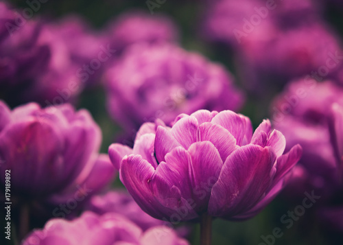 vibrant purple tulip garden photo