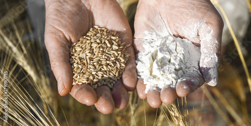 The panorama of old human hand are holding the flour and wheat grain into two hands. Harvest concept