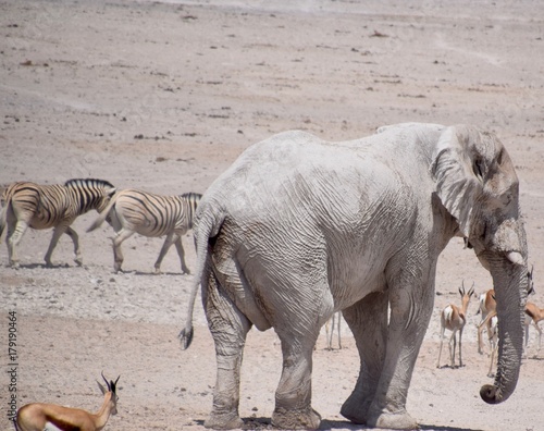 Wild lebende Tiere Namibia - Herde - Elefant - Giraffen - Gnu - Strau   -Antilope