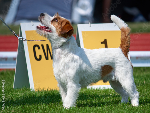 jack russell terrier na wystawie psów rasowych photo