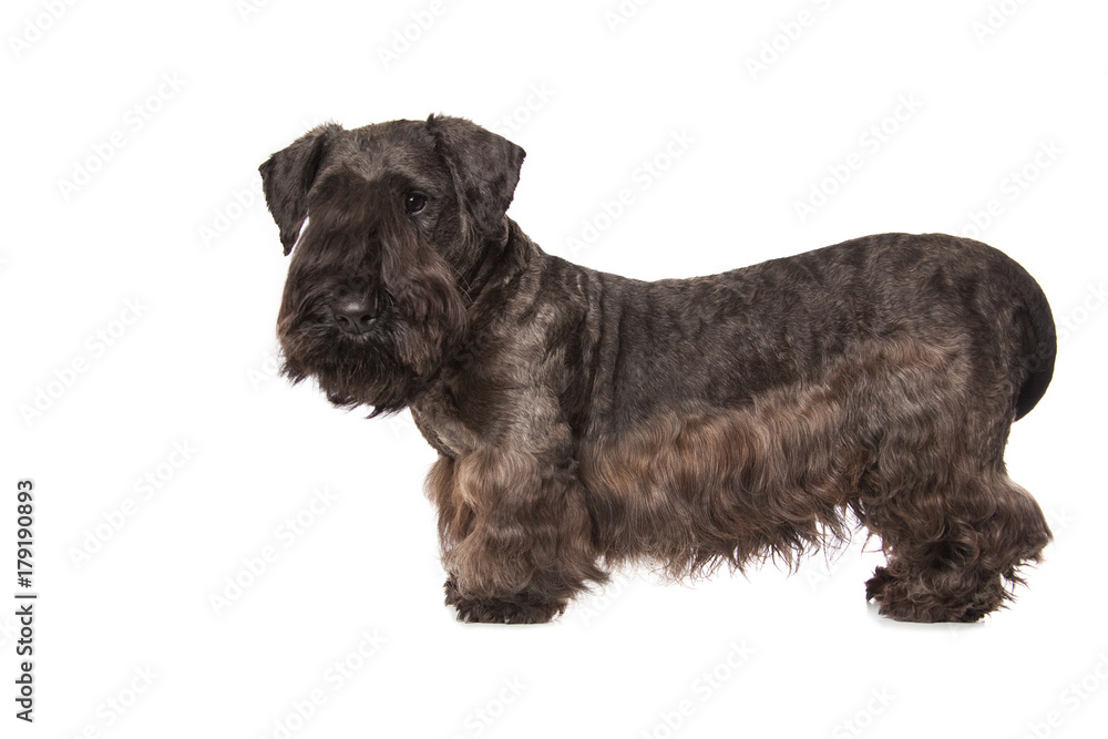 Cesky Terrier Cesky Terrier